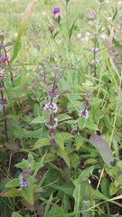 Mentha arvensis