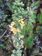 Agrimonia procera