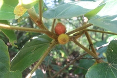 Ficus esquiroliana