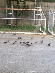 Spodiopsar cineraceus