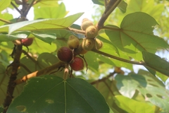 Ficus esquiroliana
