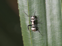 Polyrhachis cupreata