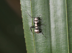Polyrhachis cupreata