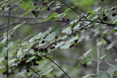 Cotoneaster melanocarpus