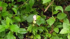 Begonia semperflorens-cultorum