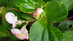 Begonia semperflorens-cultorum