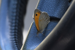 Hyponephele lycaon