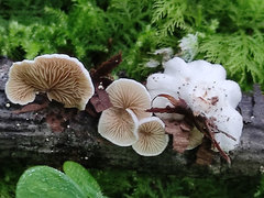 Crepidotus caspari