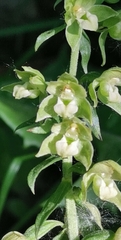 Epipactis papillosa