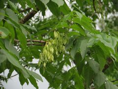 Fraxinus mandshurica