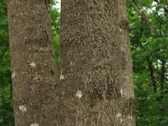 Fraxinus mandshurica