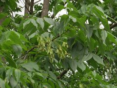 Fraxinus mandshurica