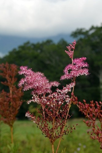 Filipendula rubra