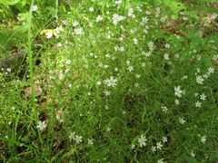 Stellaria dahurica