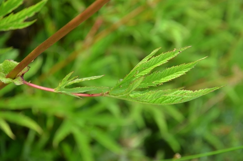 Filipendula rubra