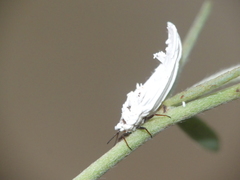 Orthezia urticae