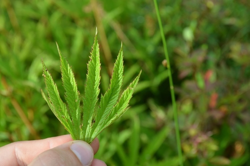Filipendula rubra