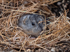 Dicrostonyx groenlandicus