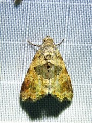 Cobubatha metaspilaris