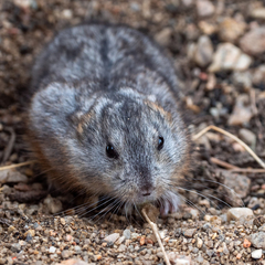 Dicrostonyx groenlandicus