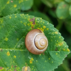 Cepaea