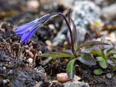 Campanula uniflora