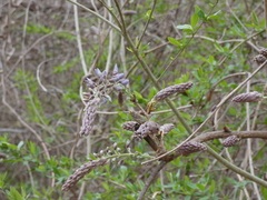 Wisteria frutescens