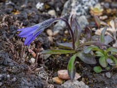 Campanula uniflora