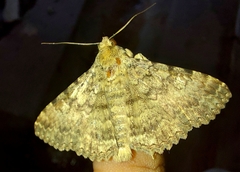 Polydesma boarmoides