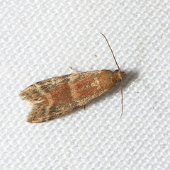 Cryptoblabes bistriga