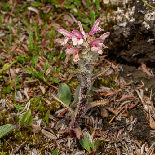 Hairy lousewort (Pedicularis hirsuta)