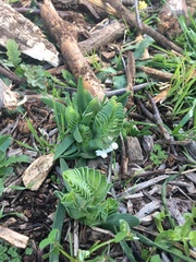 Lapeirousia pyramidalis