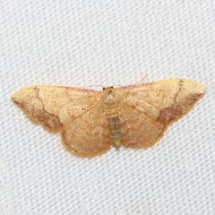 Idaea ostrinaria