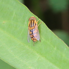 Parhelophilus integer