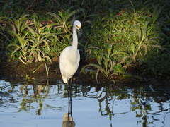 Egretta garzetta nigripes