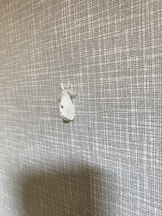 Euproctis chrysorrhoea