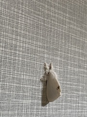 Euproctis chrysorrhoea