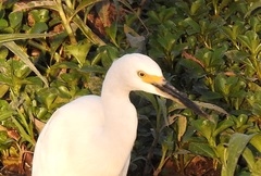Egretta garzetta nigripes