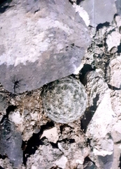 Mammillaria lasiacantha