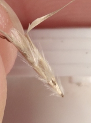 Rytidosperma clavatum