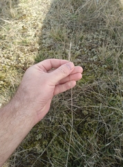 Rytidosperma clavatum