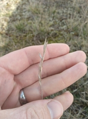 Rytidosperma clavatum