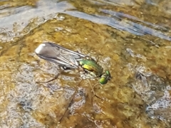 Poecilobothrus nobilitatus