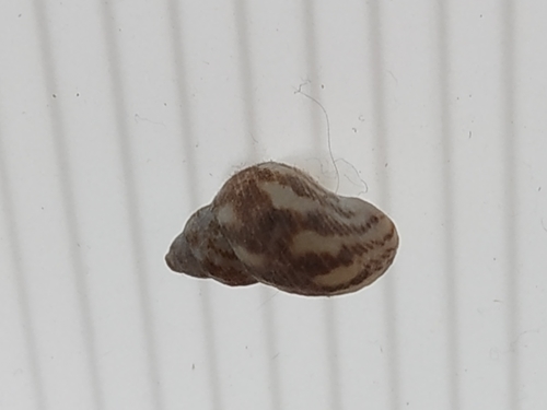 ホソスジウズラタマキビ