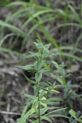 Galium rubioides