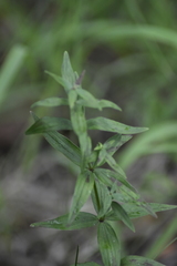Galium rubioides