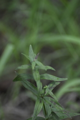 Galium rubioides
