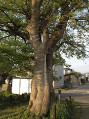 Celtis jessoensis