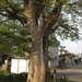 Japanese Hackberry - Photo (c) Zack, some rights reserved (CC BY-NC), uploaded by Zack