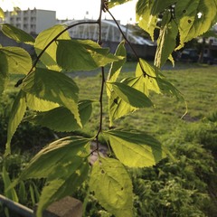 Celtis jessoensis